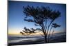 Kalaloch Beach, Olympic Peninsula, wind blown tree.-Jolly Sienda-Mounted Photographic Print