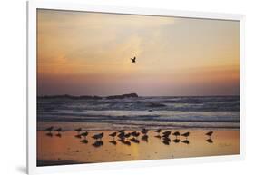 Kalaloch Birds III-Laura Marshall-Framed Art Print