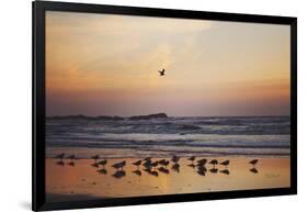 Kalaloch Birds III-Laura Marshall-Framed Art Print