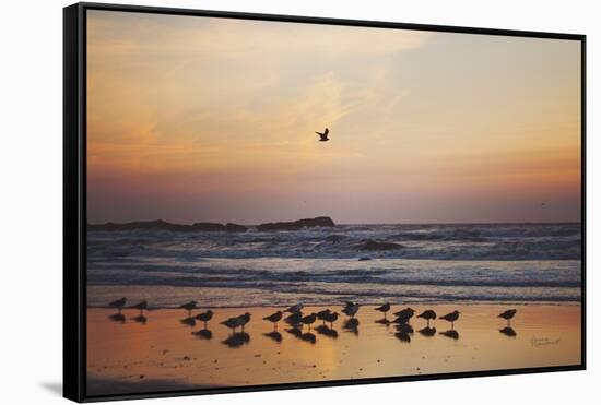 Kalaloch Birds III-Laura Marshall-Framed Stretched Canvas