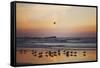 Kalaloch Birds III-Laura Marshall-Framed Stretched Canvas