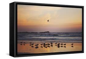 Kalaloch Birds III-Laura Marshall-Framed Stretched Canvas