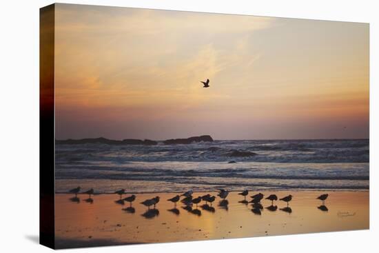 Kalaloch Birds III-Laura Marshall-Stretched Canvas