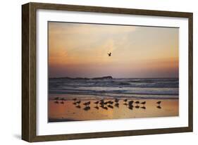 Kalaloch Birds III-Laura Marshall-Framed Premium Giclee Print