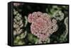 Kalanchoe Blossom I-Rita Crane-Framed Stretched Canvas