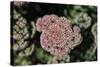 Kalanchoe Blossom I-Rita Crane-Stretched Canvas