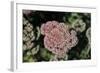 Kalanchoe Blossom I-Rita Crane-Framed Photographic Print