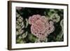 Kalanchoe Blossom I-Rita Crane-Framed Photographic Print