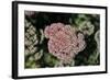 Kalanchoe Blossom I-Rita Crane-Framed Photographic Print