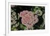 Kalanchoe Blossom I-Rita Crane-Framed Photographic Print