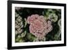 Kalanchoe Blossom I-Rita Crane-Framed Photographic Print