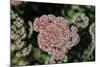 Kalanchoe Blossom I-Rita Crane-Mounted Photographic Print