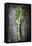 Kale Leaf, Overhead View on Dark Slate-Robyn Mackenzie-Framed Stretched Canvas