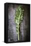 Kale Leaf, Overhead View on Dark Slate-Robyn Mackenzie-Framed Stretched Canvas