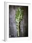 Kale Leaf, Overhead View on Dark Slate-Robyn Mackenzie-Framed Photographic Print