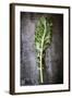 Kale Leaf, Overhead View on Dark Slate-Robyn Mackenzie-Framed Photographic Print