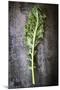 Kale Leaf, Overhead View on Dark Slate-Robyn Mackenzie-Mounted Photographic Print