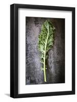 Kale Leaf, Overhead View on Dark Slate-Robyn Mackenzie-Framed Photographic Print