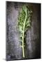 Kale Leaf, Overhead View on Dark Slate-Robyn Mackenzie-Mounted Photographic Print
