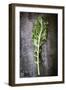 Kale Leaf, Overhead View on Dark Slate-Robyn Mackenzie-Framed Photographic Print