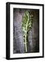 Kale Leaf, Overhead View on Dark Slate-Robyn Mackenzie-Framed Photographic Print