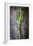 Kale Leaf, Overhead View on Dark Slate-Robyn Mackenzie-Framed Photographic Print