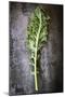 Kale Leaf, Overhead View on Dark Slate-Robyn Mackenzie-Mounted Photographic Print