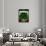 Kale Seed Packet-Lantern Press-Framed Art Print displayed on a wall