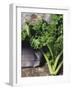 Kale-Eising Studio - Food Photo and Video-Framed Photographic Print