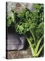 Kale-Eising Studio - Food Photo and Video-Stretched Canvas