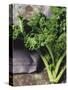 Kale-Eising Studio - Food Photo and Video-Stretched Canvas