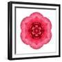 Kaleidoscope Begonia-David Bookbinder-Framed Art Print