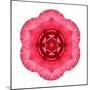 Kaleidoscope Begonia-David Bookbinder-Mounted Art Print