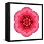 Kaleidoscope Begonia-David Bookbinder-Framed Stretched Canvas