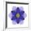 Kaleidoscope Blue Bell-David Bookbinder-Framed Art Print