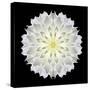 Kaleidoscope Dahlia Black-David Bookbinder-Stretched Canvas