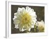 Kaleidoscope Dahlia-George Johnson-Framed Photographic Print