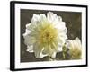 Kaleidoscope Dahlia-George Johnson-Framed Photographic Print