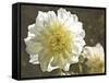 Kaleidoscope Dahlia-George Johnson-Framed Stretched Canvas