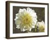 Kaleidoscope Dahlia-George Johnson-Framed Photographic Print