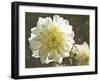 Kaleidoscope Dahlia-George Johnson-Framed Photographic Print