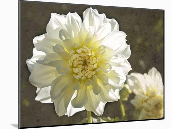 Kaleidoscope Dahlia-George Johnson-Mounted Photographic Print