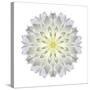 Kaleidoscope Dahlia-David Bookbinder-Stretched Canvas