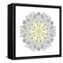 Kaleidoscope Dahlia-David Bookbinder-Framed Stretched Canvas