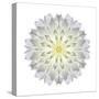 Kaleidoscope Dahlia-David Bookbinder-Stretched Canvas