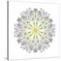 Kaleidoscope Dahlia-David Bookbinder-Stretched Canvas