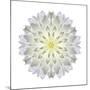 Kaleidoscope Dahlia-David Bookbinder-Mounted Art Print