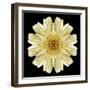 Kaleidoscope Daisy Black-David Bookbinder-Framed Art Print