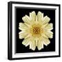 Kaleidoscope Daisy Black-David Bookbinder-Framed Art Print