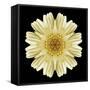 Kaleidoscope Daisy Black-David Bookbinder-Framed Stretched Canvas